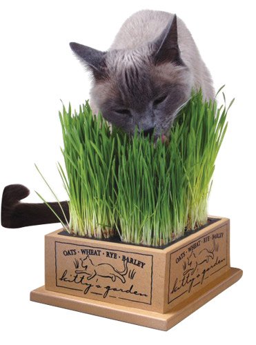Kitty's Garden - Organic Grass Seed