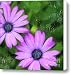 Blue-eyed African Daisies Canvas Print / Canvas Art - Artist Betty LaRue