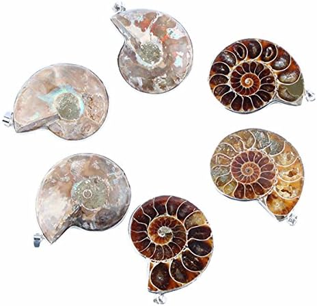 Luostdo9090 Natural Ammonite Fossil Shell Gemstone Stone Charms Pendant Fit Necklace(1 Pcs only)(Ammonite Fossil)