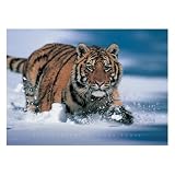 Wildlife - Posters Siberian Tiger