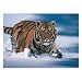 Wildlife - Posters Siberian Tiger