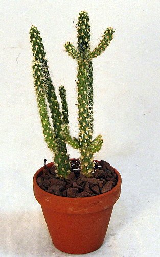 Chainlink Cactus Plant