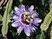 Edible Passion Vine Plant - Passiflora caerulea - Exotic!