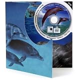Dolphin DVD Theme Card - Blank Greetings Card For Any Occasion