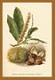 Buyenlarge 17642-3CG12 Sweet Chestnut Blossom & Fruit 12x18 Giclee on canvas