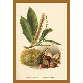 Buyenlarge 17642-3CG12 Sweet Chestnut Blossom & Fruit 12x18 Giclee on canvas