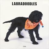 Labradoodles 2008 Square Wall Calendar