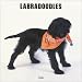 Labradoodles 2008 Square Wall Calendar (German, French and Spanish Edition)
