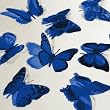 Butterfly 3D Translucent Decoration 12 BLUE Butterflies