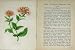 Hemp Agrimony Wild Flowers Anne Pratt Colour Print