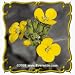 1 Oz Western Wallflower (Erysimum capitatum) Bulk Wildflower Seeds