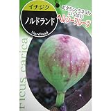 イチジク：ノルドランド5号ポット[耐寒性矮性品種][苗木]