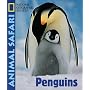 Animal Safari - Penguins