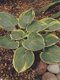 Sugar Daddy Hosta - Gorgeous Blue-Green Leaves!