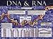 Dna And Rna by Unknown. ART PRINT ON CANVAS with 1 1/2 inch deep bars. 24.00 inches width by 18.00 inches height. Highest Quality Art Poster Print