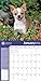 Chihuahuas American Kennel Club 2016 Wall Calendar