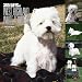 365 Days of West Highland White Terriers 2006 Calendar