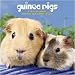 Guinea Pigs 2010 Wall Calendar