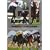 �������nGI���[�X 2008���W�� [DVD]