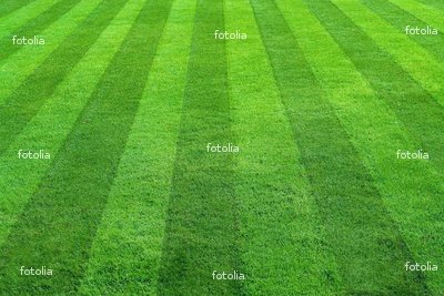 Green Grass Green Grass