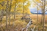 IMAGE OF Wallmonkeys Peel and Stick Wall Decals - Wooden Fence and Aspen Forest in Autumn - 60