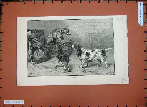 1884 Dadd Fine Art Puppy Dogs Cage Growling Greenaway