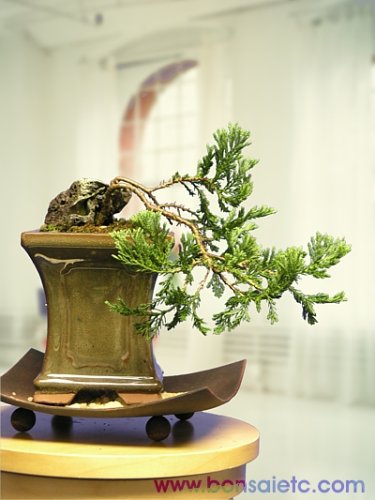 Juniper Bonsai Tree - Naturally Cascaded Style