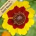 1,000 Seeds, Coreopsis "Plains" (Coreopsis tinctoria) Seeds By Seed Needs
