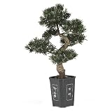 3 ft Artificial Podocarpus Bonsai Tree