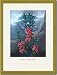 Gold Framed/Matted Print 17x23, The Narrow-Leaved Kalima