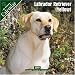 Labrador Retriever (Yellow) 2007 Wall Calendar