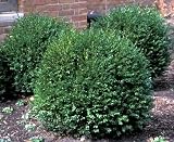 Amazon / Hirts: Boxwood: Green Gem Boxwood - Buxus - Compact Hedge/Shrub/Bonsai