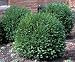 Green Gem Boxwood - Buxus - Compact Hedge/Shrub/Bonsai