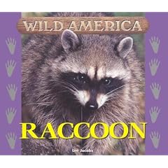 Raccoon