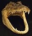 Genuine Alligator Head 7-8 Gator New Orleans Bayou
