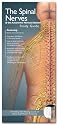 Spinal Nerves and the Autonomic Nervous System: Study Guide (Anatomical Chart Company's Illustrated Pocket Anatomy)
