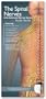 Anatomical Chart Company's Illustrated Pocket Anatomy: The Spinal Nerves & the Autonomic Nervous System Study Guide