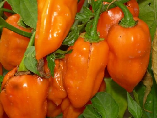 50 HOT ORANGE HABANERO PEPPER Capsicum Chinense Vegetable Seeds 50 HOT ORANGE HABANERO PEPPER Capsicum Chinense Vegetable Seeds