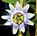 Passiflora Caerulea Flower- Common Passion Flower - 24