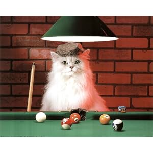 Animal Funny Cat Playing Pool HAT Art Print POSTER LOL - 19x13
