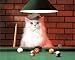 Animal Funny Cat Playing Pool Hat Lol Art Poster Print - 20