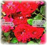 Scarletta / Zwergrose