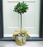 Bay Tree