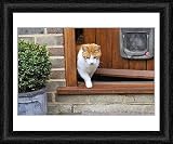 Framed Print of JD-20762 CAT. walking out of back door from Ardea