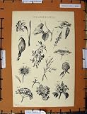 Antique Print C1800-1870 Inflorescence Nature Plants