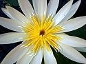 White Lotus 10 Seeds - Nymphaea ampla white - Dotleaf