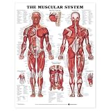 Cover of The Muscular System by Anatomical Chart Company 158779036X