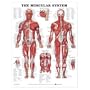 The Muscular System Anatomical Chart