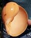 HUGE Pacific Melon Shell Melo Diadema Seashell Decor