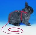 Rabbit Harness / Guinea Pig Harness and Lead Adjustable (6260), Suprise Colour